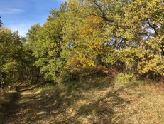 L'isle en dodon, L'Isle-en-Dodon, Haute-Garonne